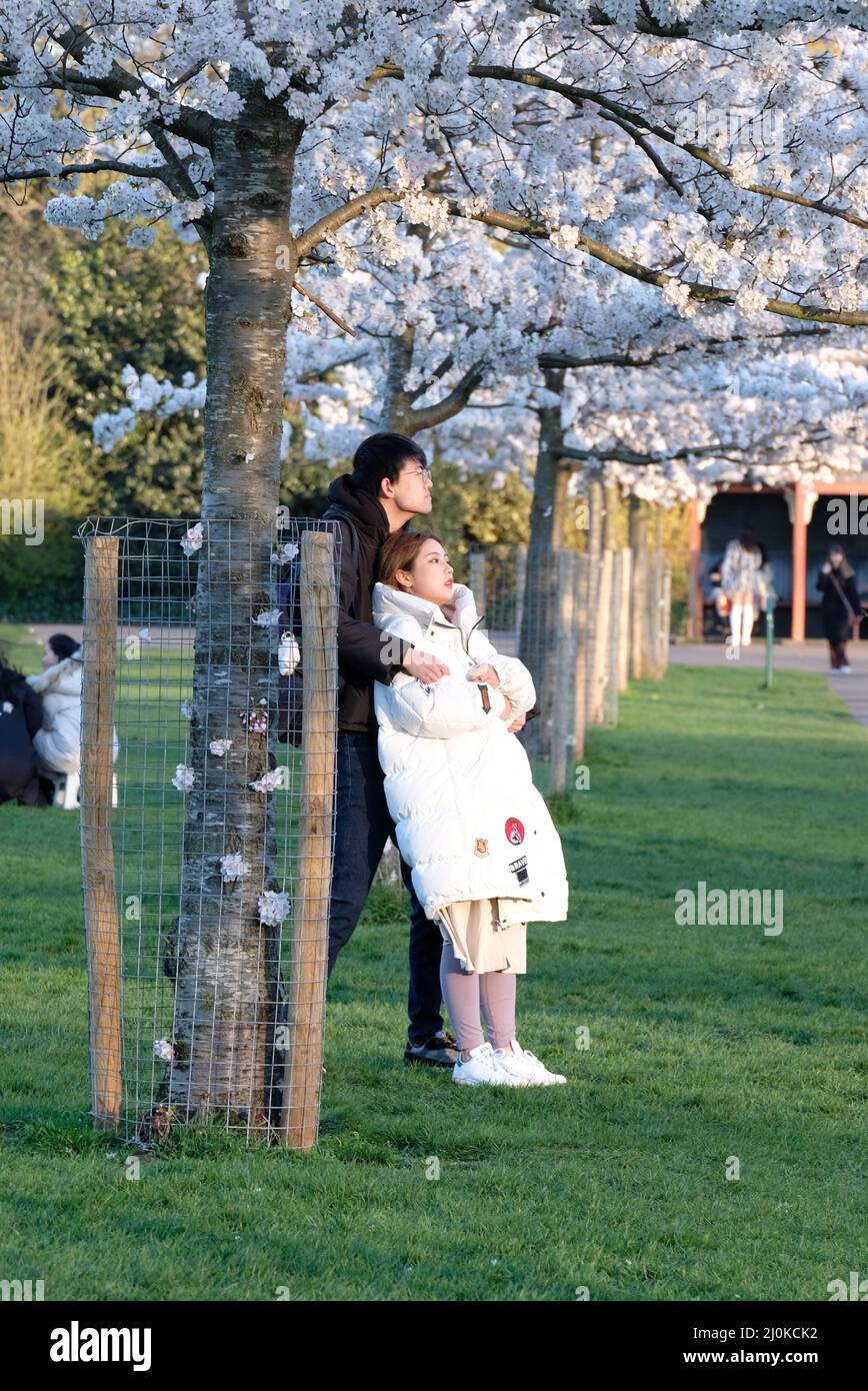 London, UK, 19th Mar, 2022. Visitors took photos and arranged photoshoots on a bright and sunny day as a cherry blossom-lined walk in Battersea Park comes into full bloom. Mainly East Asian people were visiting the area, with the blossom highly cherished in various nations, especially in Japan, where it is symbolic of spring and represents the fleeting nature of life since the flowers are short-lived. Credit: Eleventh Hour Photography/Alamy Live News Stock Photo