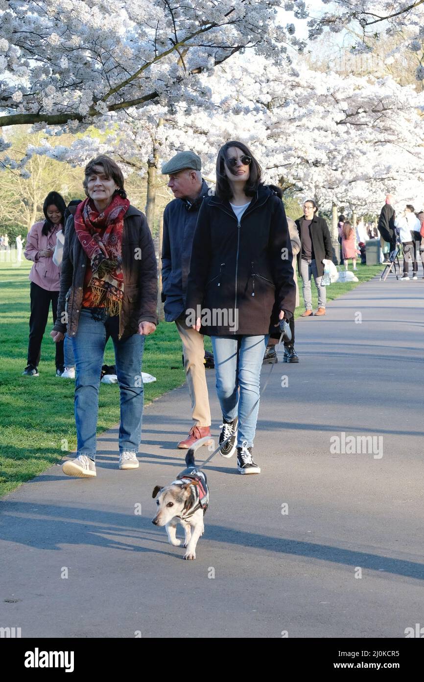 London, UK, 19th Mar, 2022. Visitors took photos and arranged photoshoots on a bright and sunny day as a cherry blossom-lined walk in Battersea Park came into bloom. Mainly East Asian people were visiting the area, with the blossom highly cherished across various countries, especially in Japan, where it is symbolic of spring and represents the fleeting nature of life as the flowers are short-lived. Credit: Eleventh Hour Photography/Alamy Live News Stock Photo