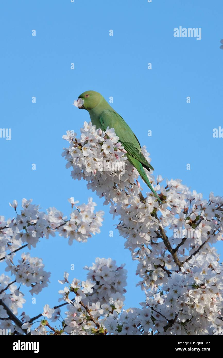 London, UK, 19th Mar, 2022.  A feral Ring Necked Parakeet (Psittacula krameri) feeds on cherry tree blossom, by biting off the flowers and extracting the nectar from its base. The birds are capable of stripping branches of blossom in a short amount of time. Credit: Eleventh Hour Photography/Alamy Live News Stock Photo