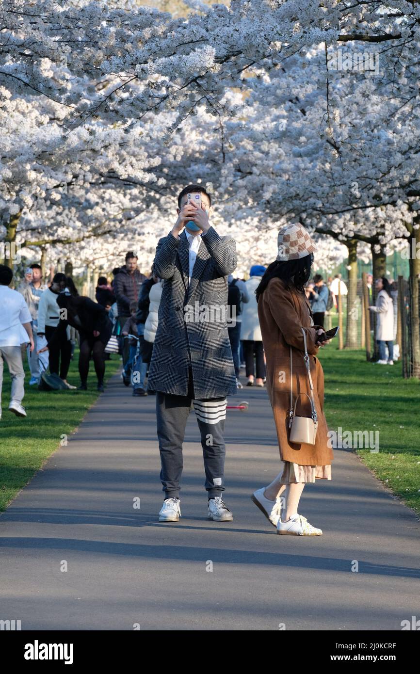 London, UK, 19th Mar, 2022. Visitors took photos and arranged photoshoots on a bright and sunny day as a cherry blossom-lined walk in Battersea Park came into bloom. Mainly East Asian people were visiting the area, with the blossom highly cherished across various countries, especially in Japan, where it is symbolic of spring and represents the fleeting nature of life as the flowers are short-lived. Credit: Eleventh Hour Photography/Alamy Live News Stock Photo