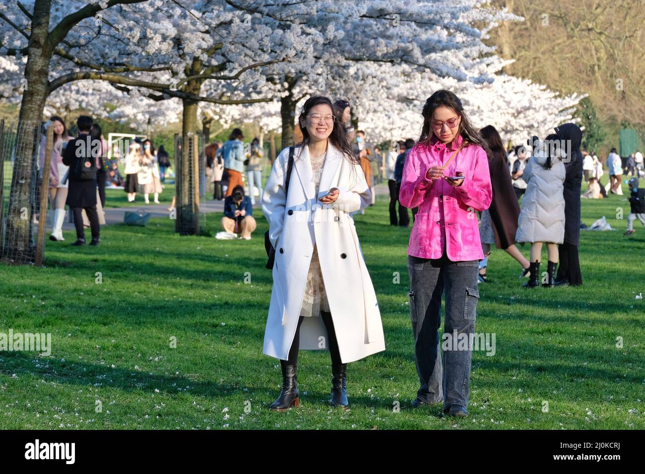 London, UK, 19th Mar, 2022. Visitors took photos and arranged photoshoots on a bright and sunny day as a cherry blossom-lined walk in Battersea Park came into bloom. Mainly East Asian people were visiting the area, with the blossom highly cherished across various countries, especially in Japan, where it is symbolic of spring and represents the fleeting nature of life as the flowers are short-lived. Credit: Eleventh Hour Photography/Alamy Live News Stock Photo