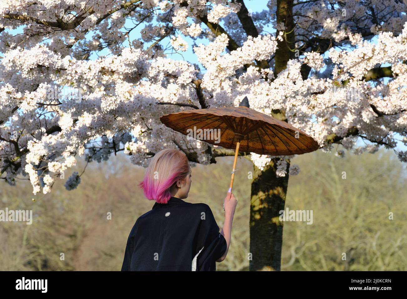 London, UK, 19th Mar, 2022. Visitors took photos and arranged photoshoots on a bright and sunny day as a cherry blossom-lined walk in Battersea Park came into bloom. Mainly East Asian people were visiting the area, with the blossom highly cherished across various countries, especially in Japan, where it is symbolic of spring and represents the fleeting nature of life as the flowers are short-lived. Credit: Eleventh Hour Photography/Alamy Live News Stock Photo