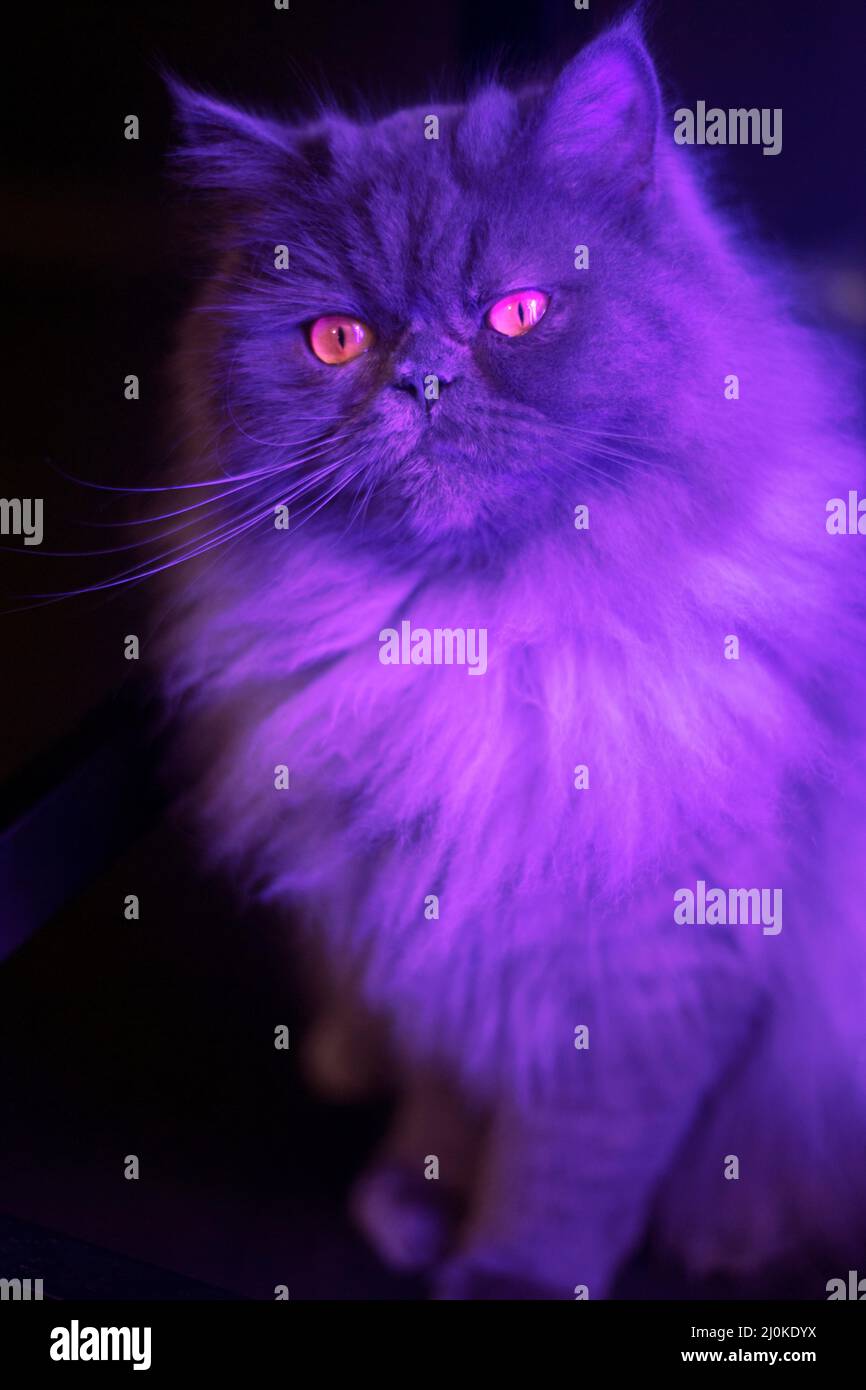 Cute long haired grey cat lit by purple light. Stock Photo