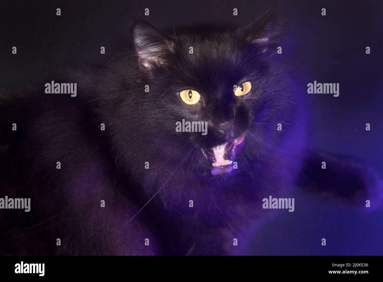 Pretty long haired black cat licking his lips. Stock Photo