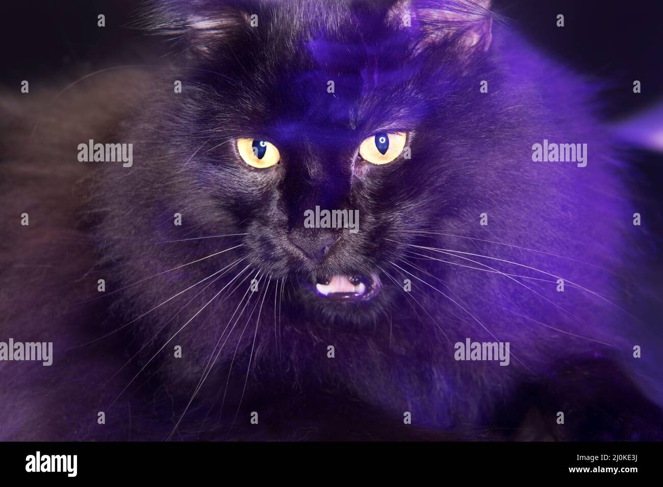 Pretty long haired black cat lit by purple light, with his mouth slightly open meowing. Stock Photo