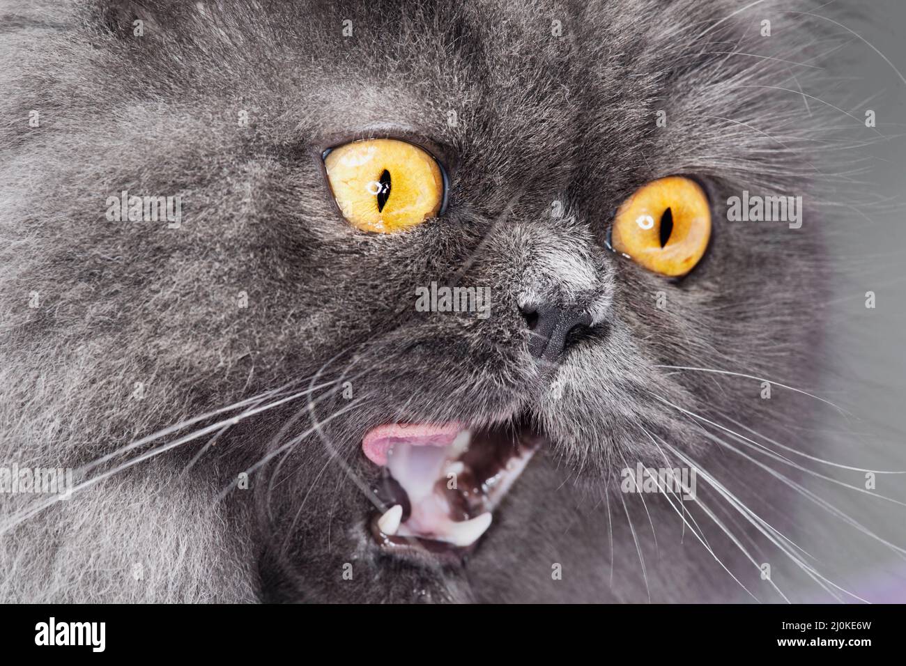 Super close up macro of a long haired grey cat licking his lips. Stock Photo
