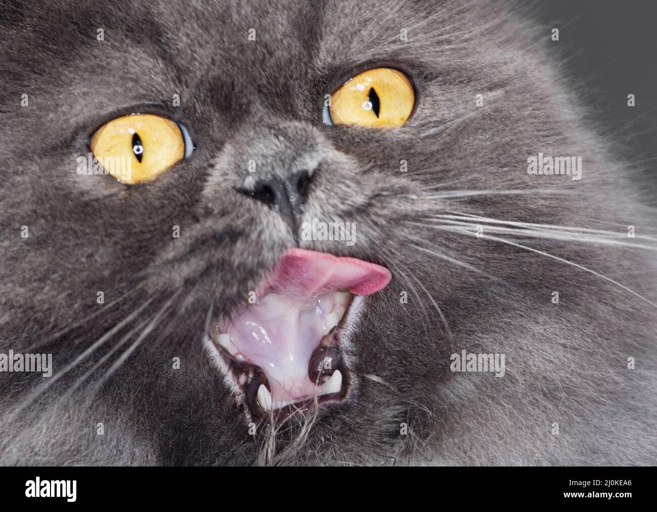 Super close up macro of a long haired grey cat licking his lips Stock