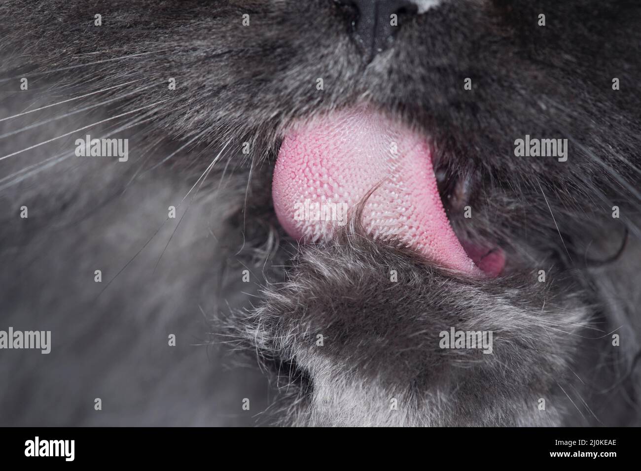 Super detailed close up macro of a long haired grey cat washing his paws. Stock Photo