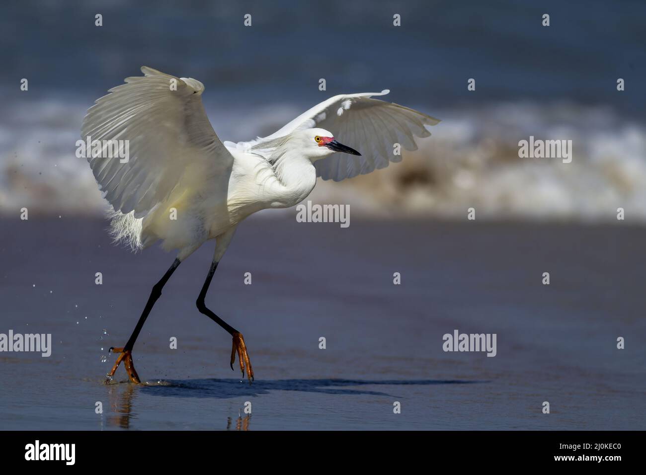 Egret flaps its wings while running. Stock Photo