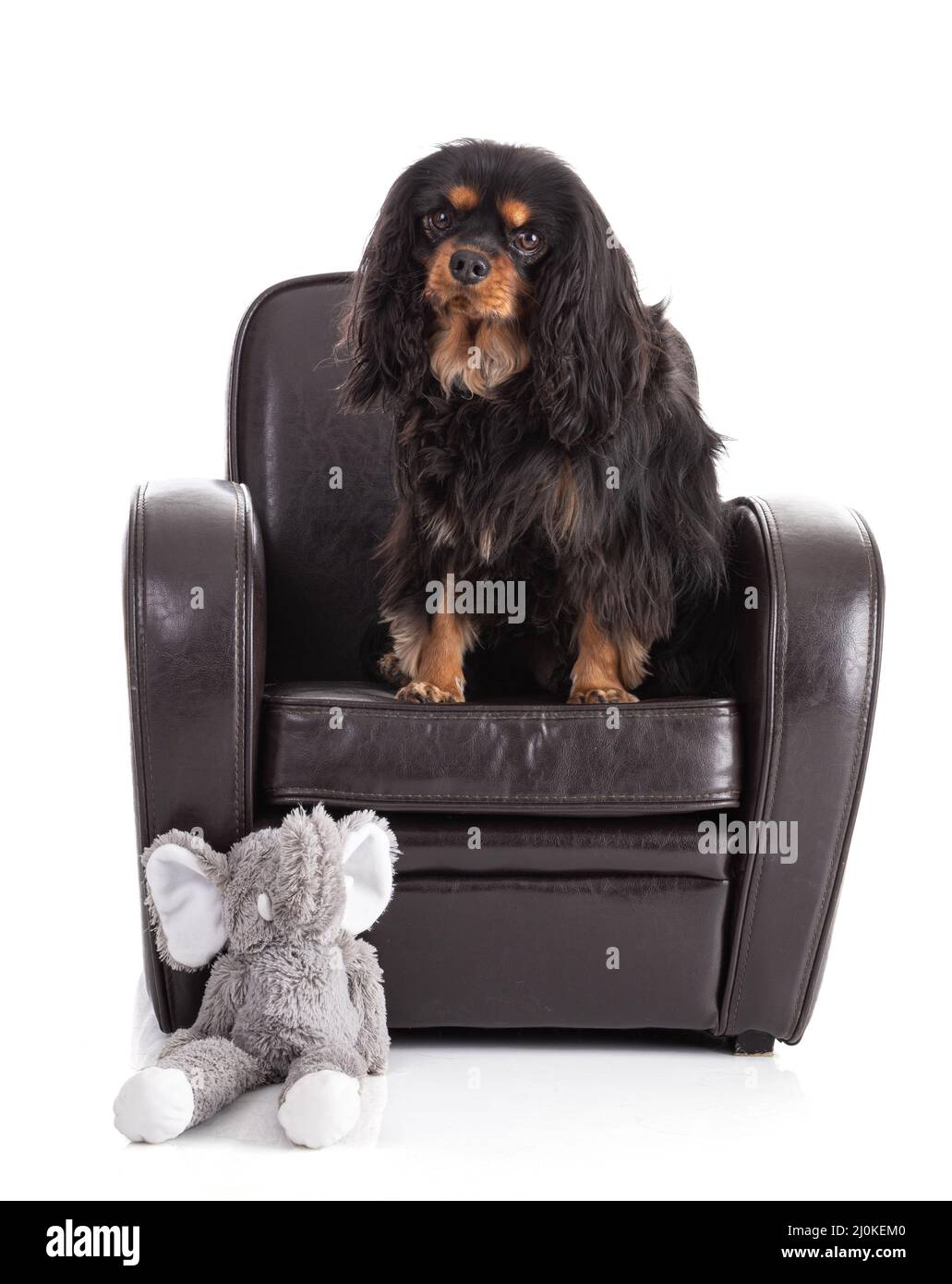 Cavalier king charles spaniel dog sitting on a chair on white ...