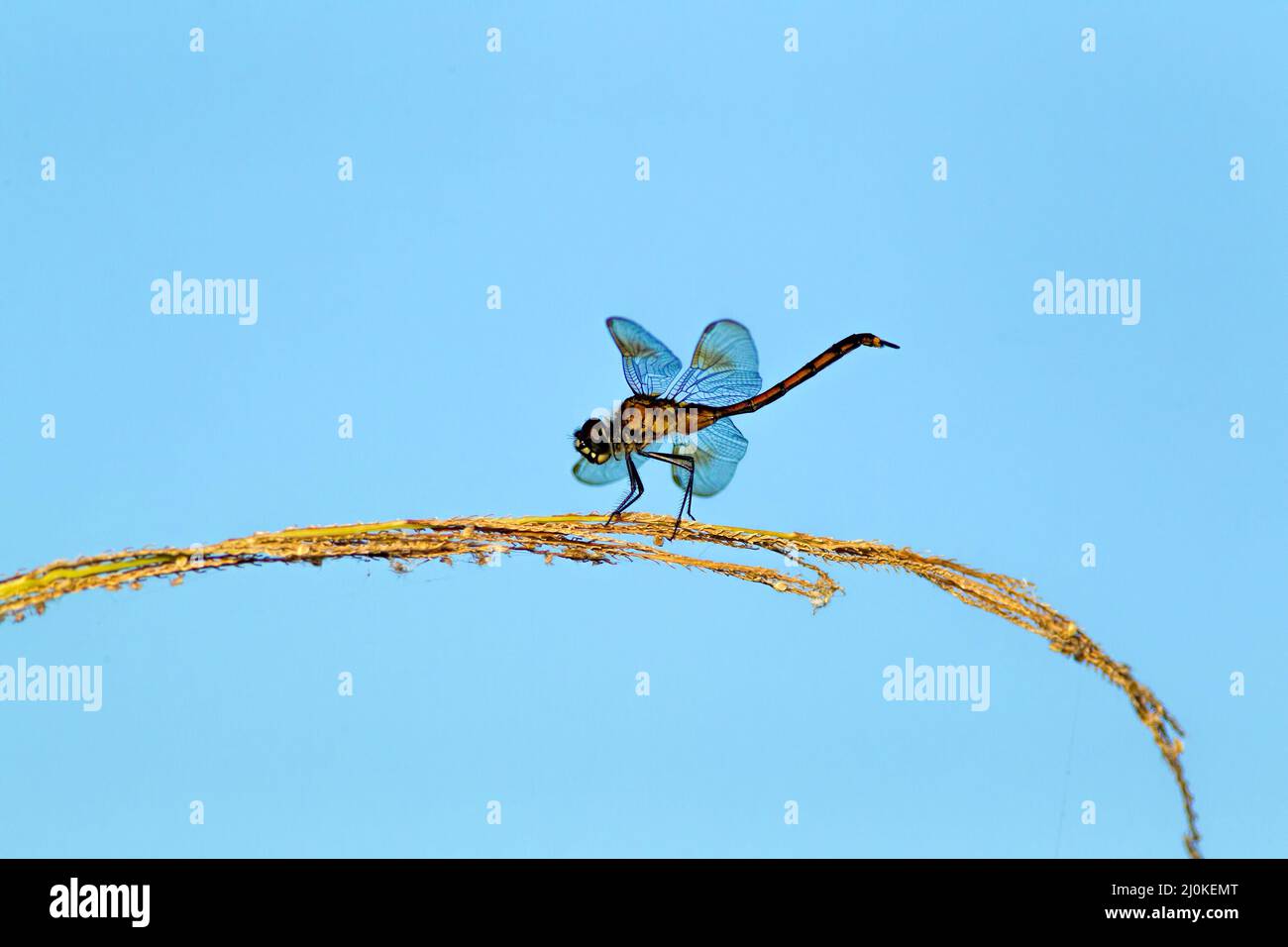 Dragonfly resting on leaf. Stock Photo