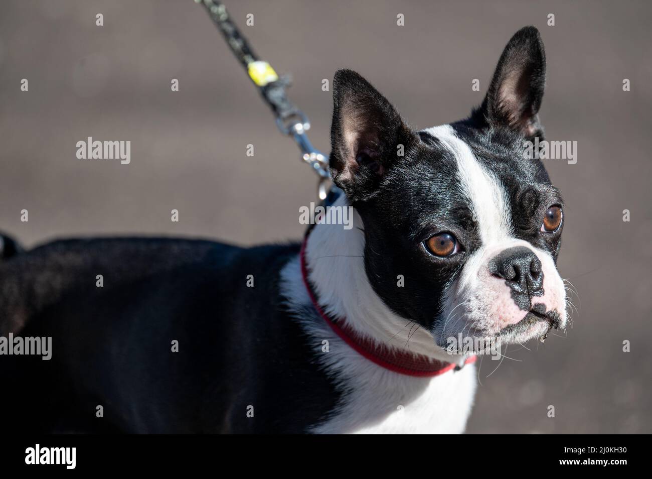 Almost one-year-old male Boston terrier. This breed known as the American Gentleman originates from bulldog and terrier. Stock Photo