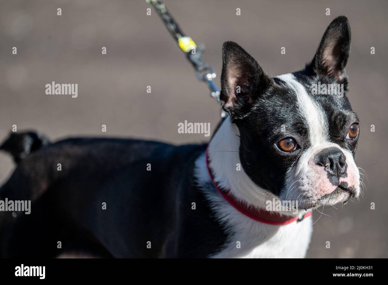 Almost one-year-old male Boston terrier. This breed known as the American Gentleman originates from bulldog and terrier. Stock Photo