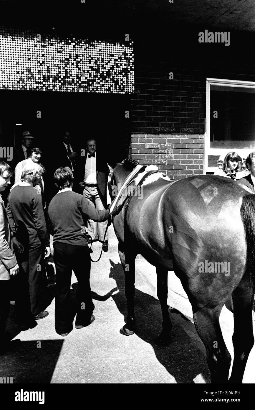 Three times Grand National winner Red Rum arrives for opening the Rum Runner nightclub in Queen Street, South Shields.   10th July, 1981. Stock Photo