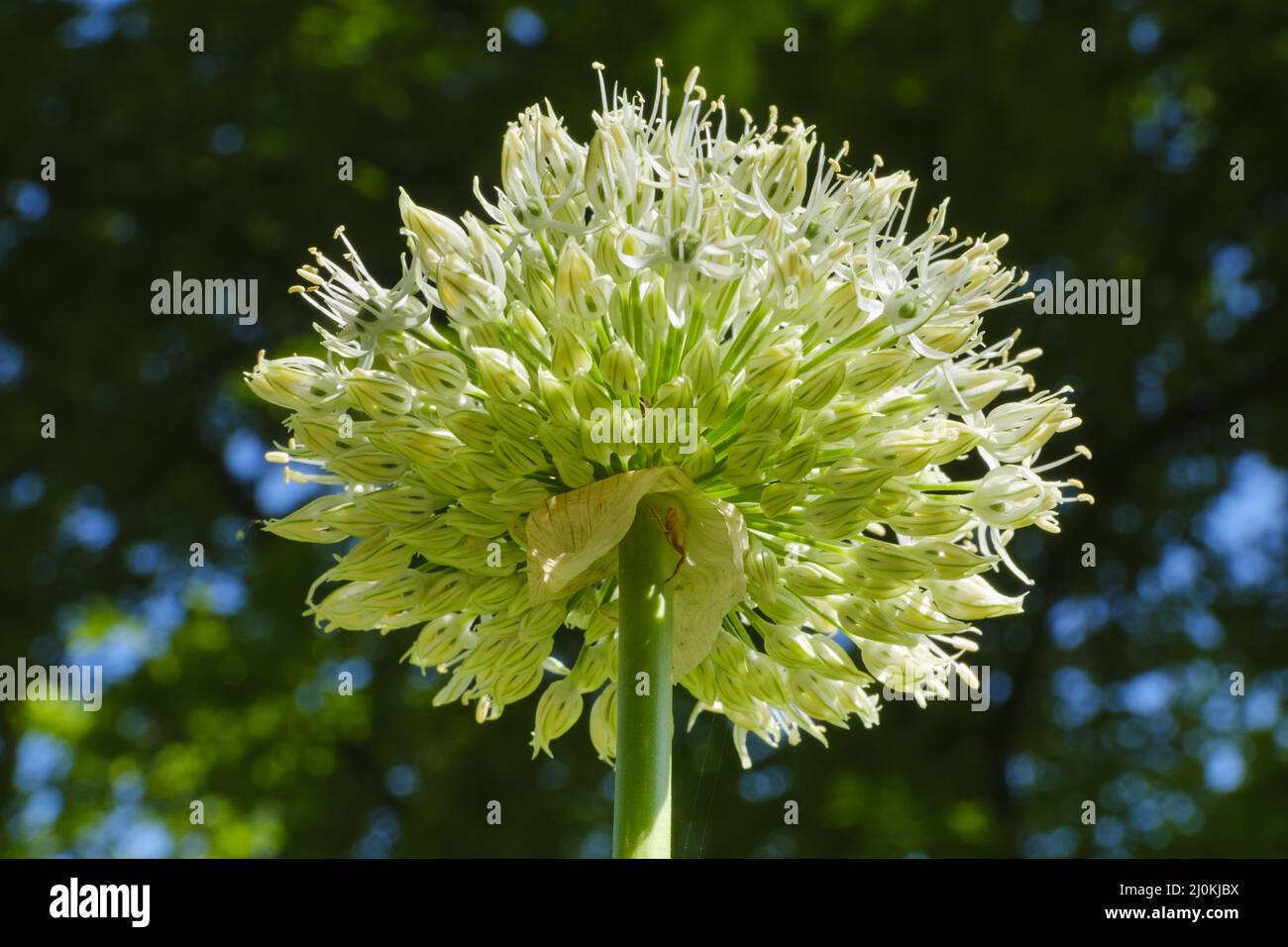 Allium white giant hires stock photography and images Alamy