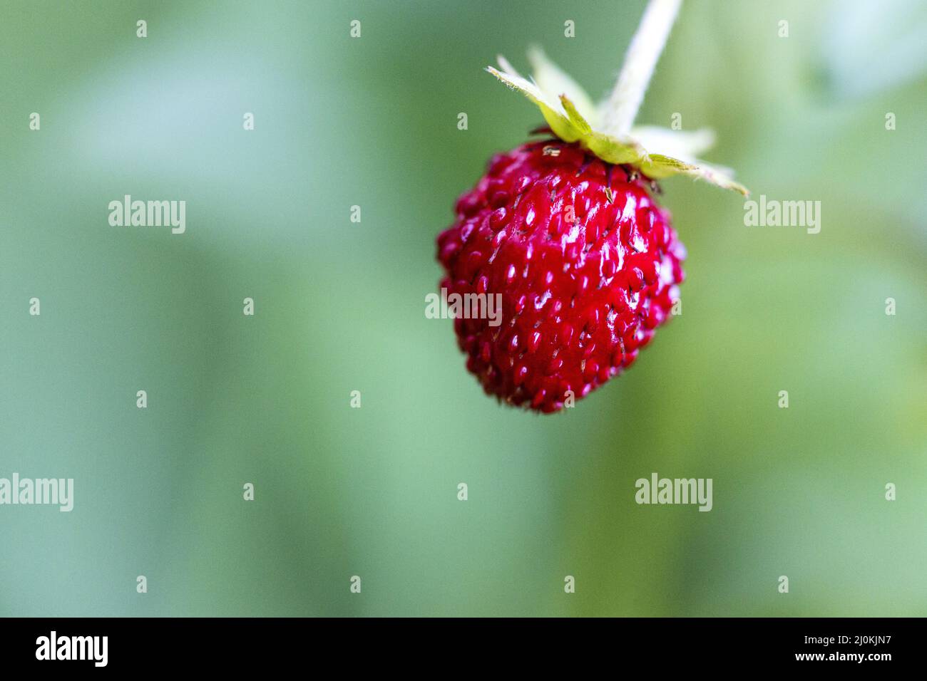 Single strawberry on plant Stock Photo - Alamy