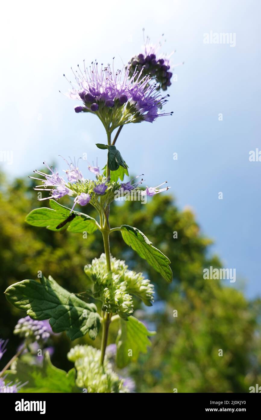 Bearded flower ( Hybrid Caryopteris Ã—clandonensis) Stock Photo