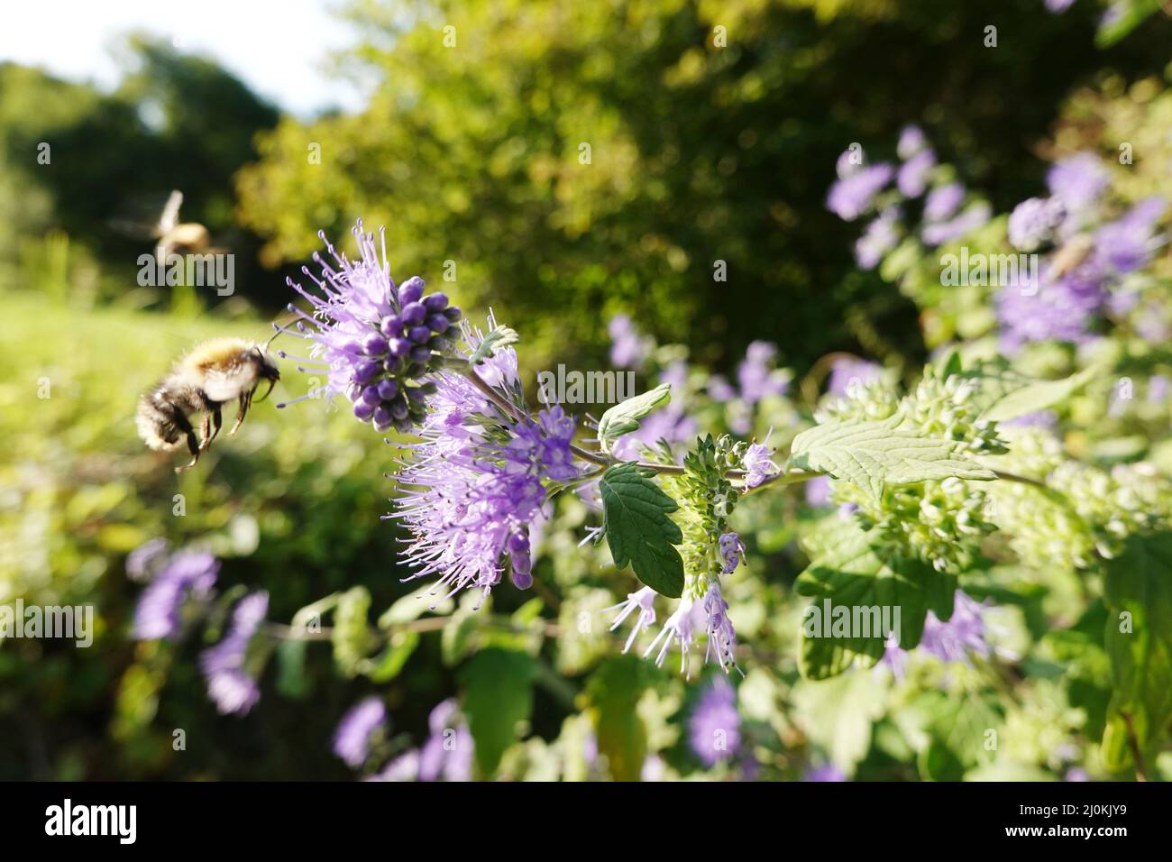 Bearded flower ( Hybrid Caryopteris Ã—clandonensis) Stock Photo
