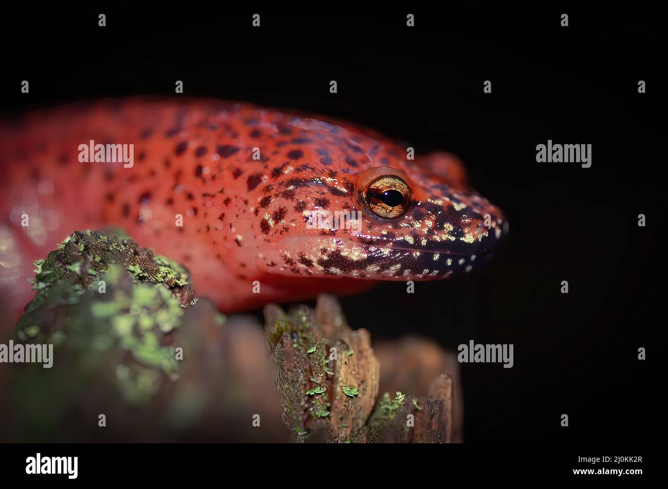 Black-chinned Red Salamander - Stock Photo