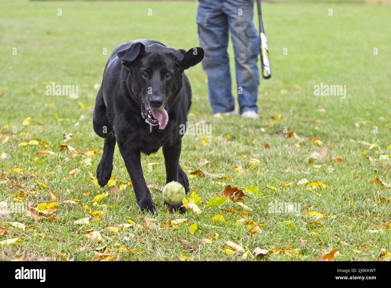 Pretty black lab chasing down the ball Stock Photo Alamy