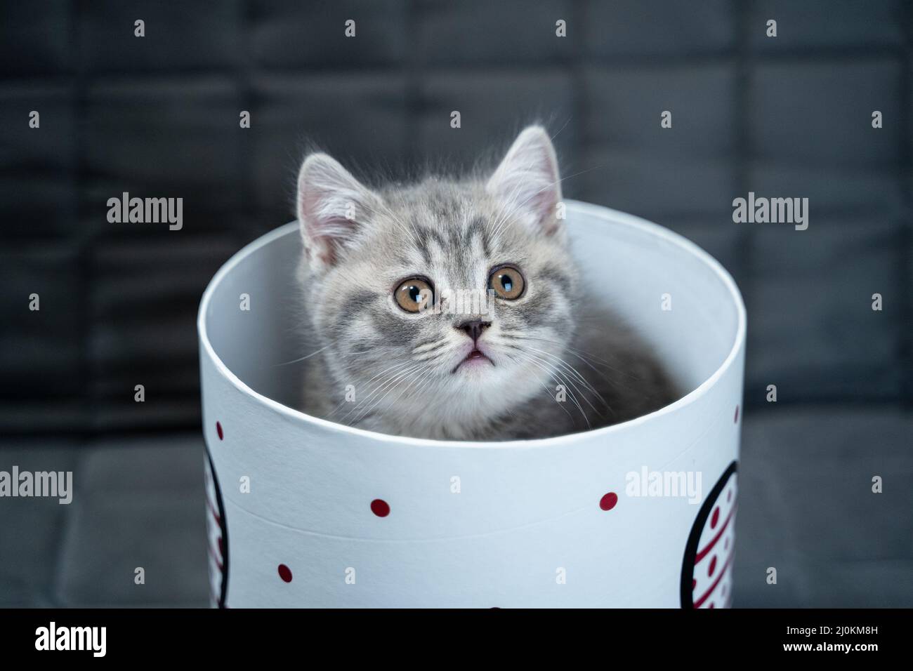 Funny gray Scottish Straight kitten plays jumping and looks out of gift box with heart on sofa at home. Funny baby cat tabby ind Stock Photo