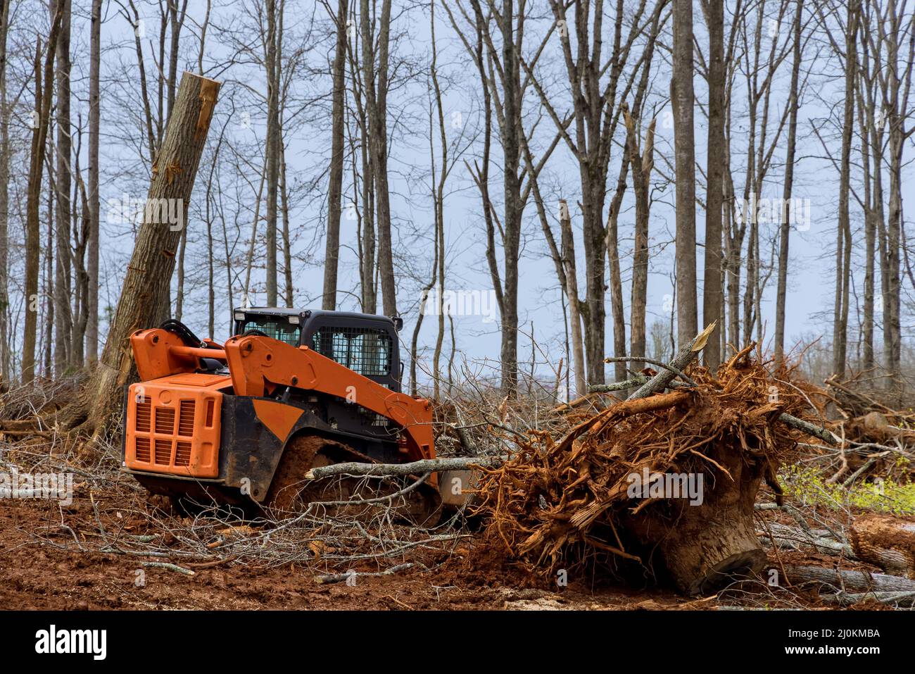 Tree clearing for housing preparation land new residential development