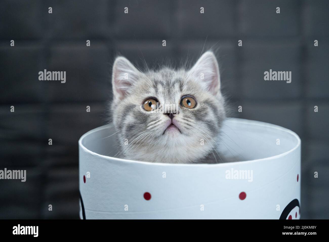 Funny gray Scottish Straight kitten plays jumping and looks out of gift box with heart on sofa at home. Funny baby cat tabby ind Stock Photo