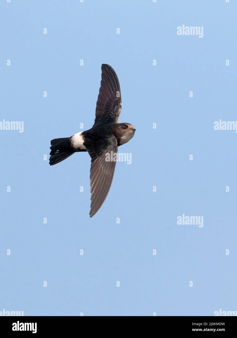 vertical-composition-of-house-swift-apus-nipalensis-breeding-plumage