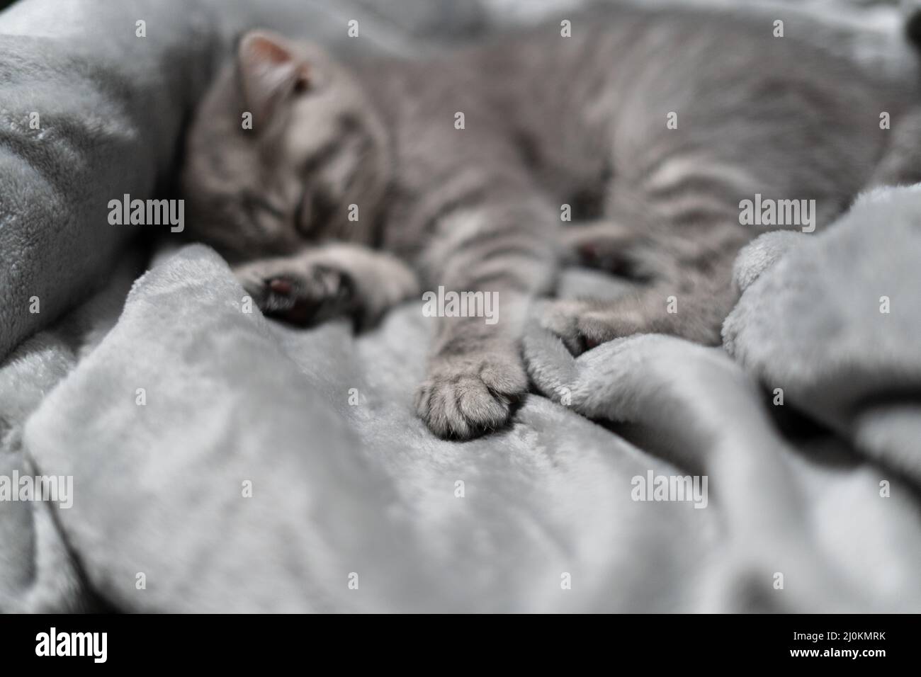 Sleeping cat, perfect dream. Animal child fell asleep. Beautiful little gray tabby kid cat of Scottish Straight breed sleeps swe Stock Photo