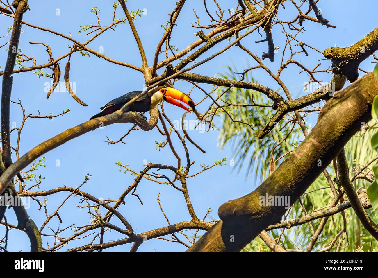 Toucan perched among vegetation Stock Photo