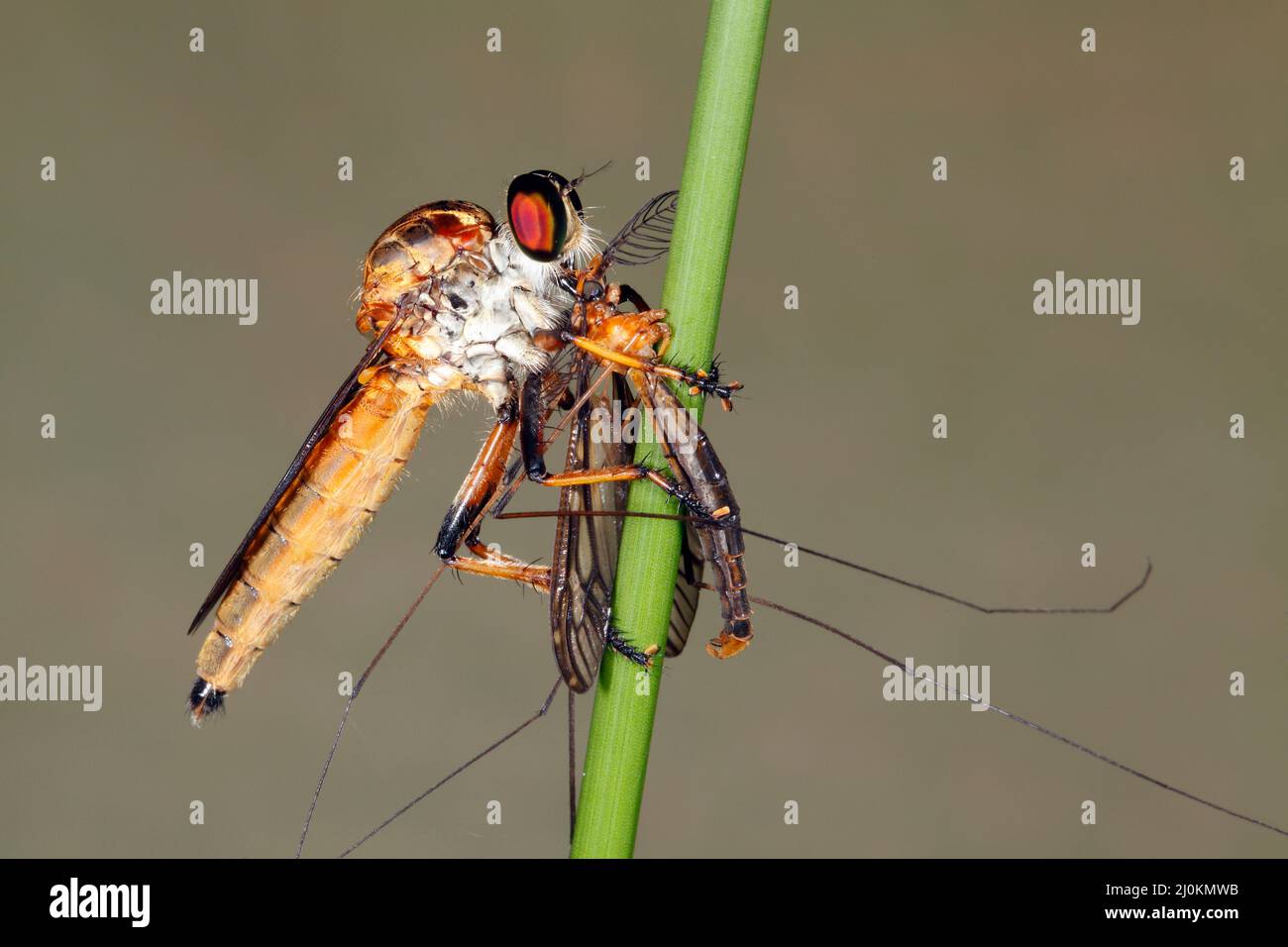 Robber Fly, Family Asilidae. Species unknown as most Robber Flies in this family look similar and difficult to accurately identify from a photograph. Stock Photo