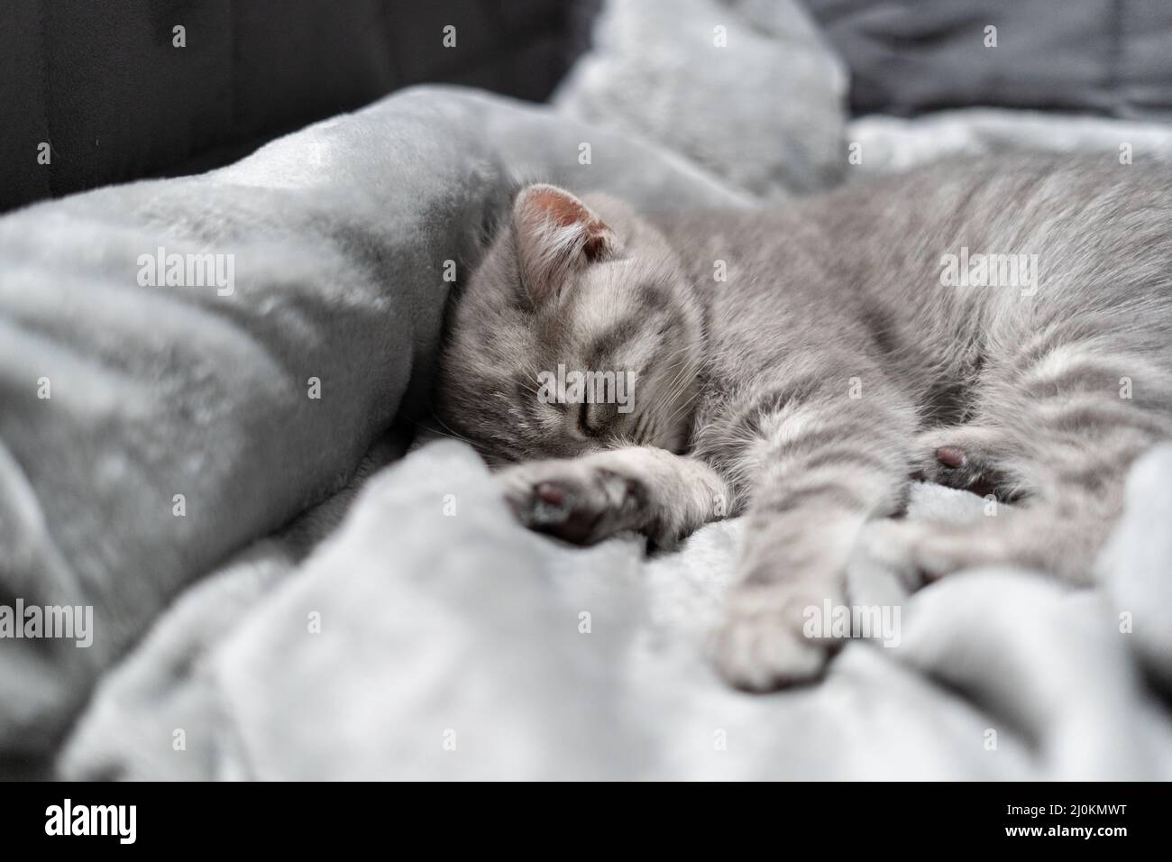 Small gray Scottish Straight kitten sleeps sweetly on gray bedspread on sofa. The theme is care and love for pets. Protection an Stock Photo