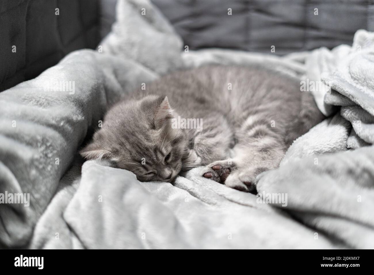 Adorable little pet. Cute child animal. Cute little kitten of gray color of Scottish Straight breed is sleeping sweetly on bedsp Stock Photo