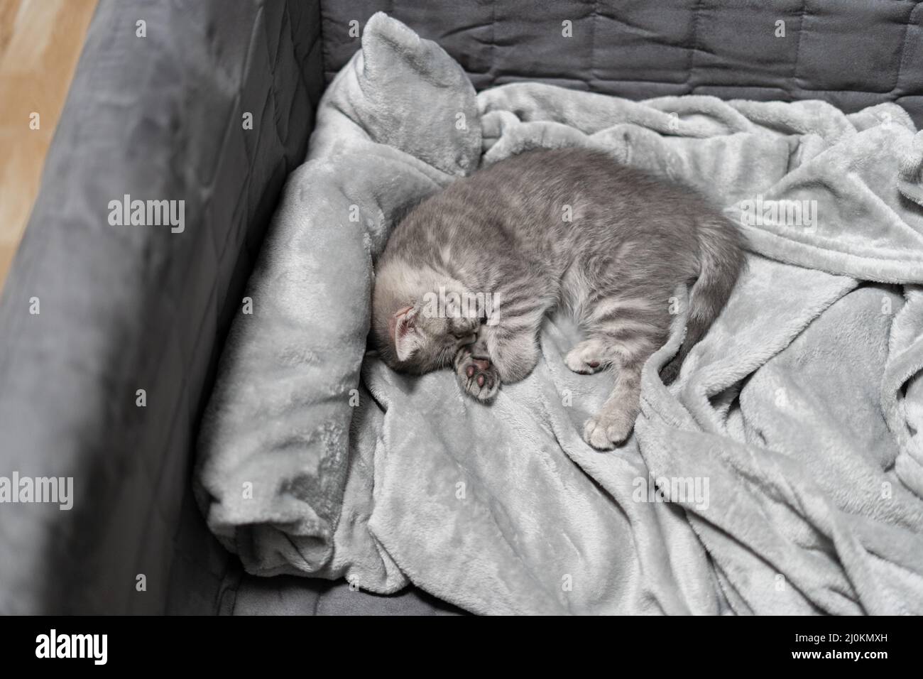 Sleeping cat, perfect dream. Animal child fell asleep. Beautiful little gray tabby kid cat of Scottish Straight breed sleeps swe Stock Photo