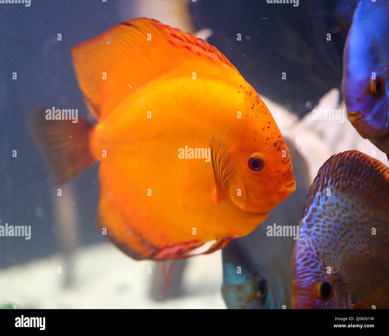 View of discus fish swimming in the planted aquarium. Tropical fish. Stock Photo