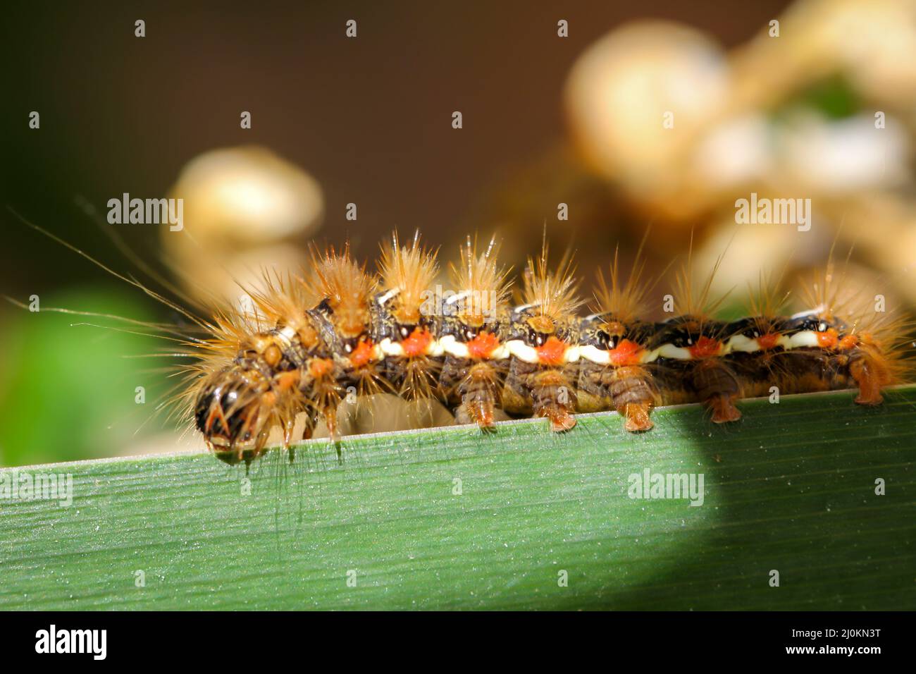 Close-up of a caterpillar of gold afer on the leaf of a water lily. Stock Photo