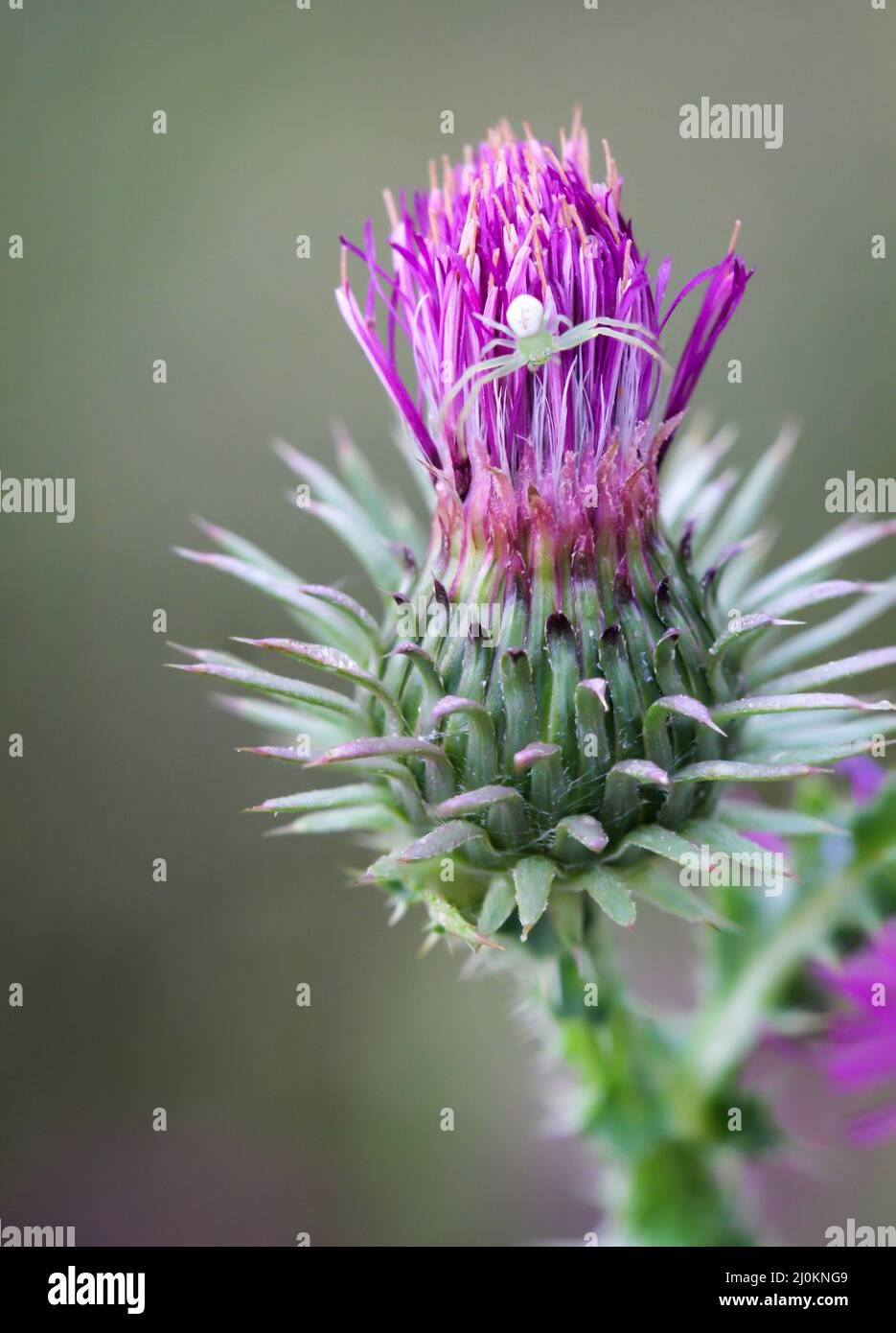 A mutable crab spider sits on the flower of a milk thistle. Stock Photo