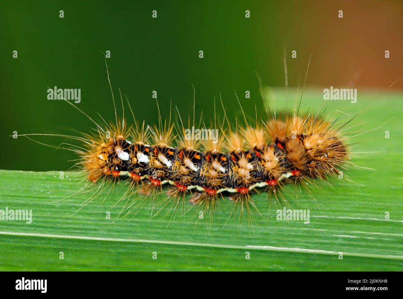 Close-up of a caterpillar of gold ater on the leaf of a water lily. Stock Photo