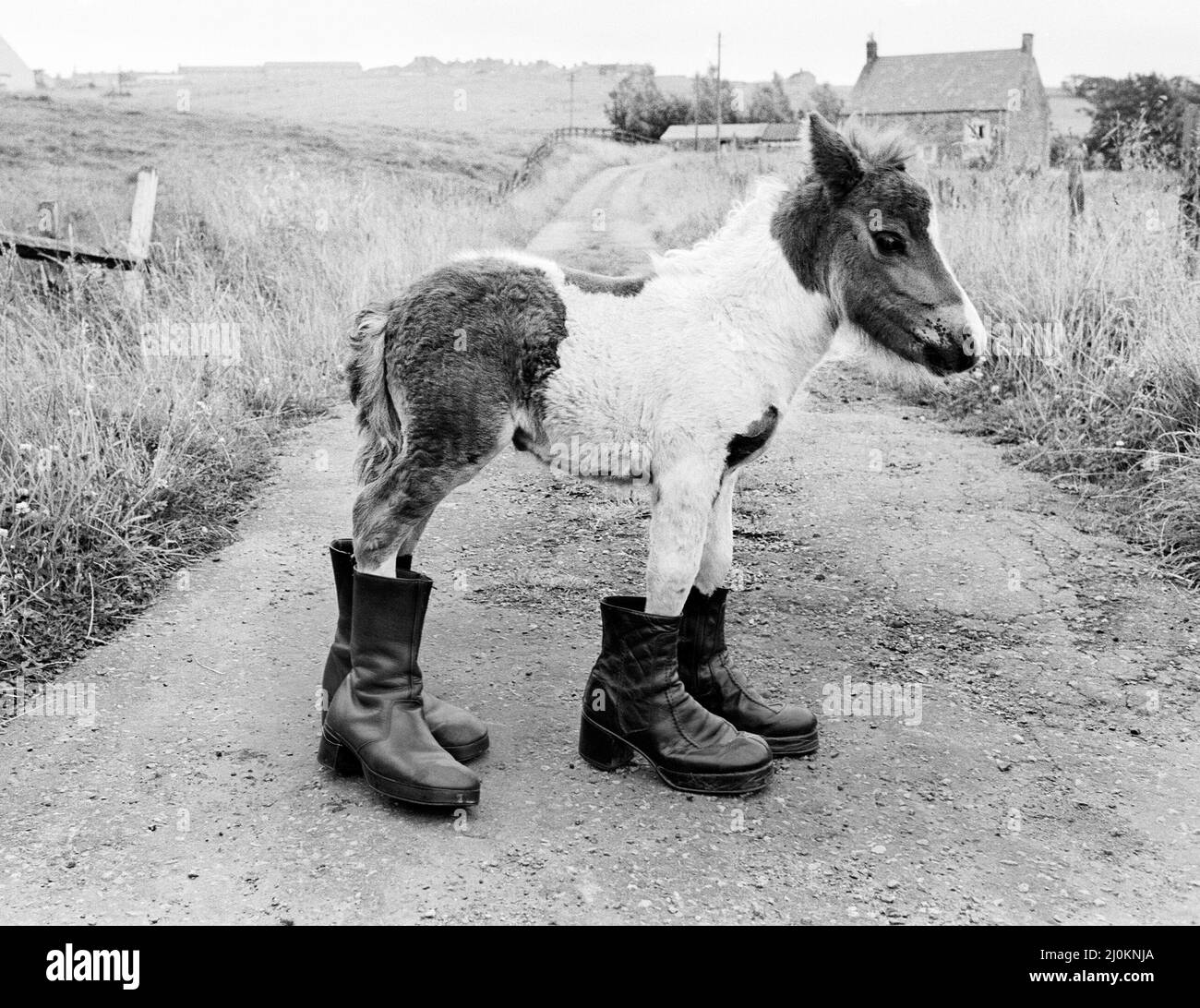 Britain's smallest Shetland Pony 'Lucky'. When she was born she was only 14 inches long. She will have to wait until she grows up a bit before she can be fitted with horseshoes.Lucky pictured here standing in two pairs of old boots August 1980. Stock Photo