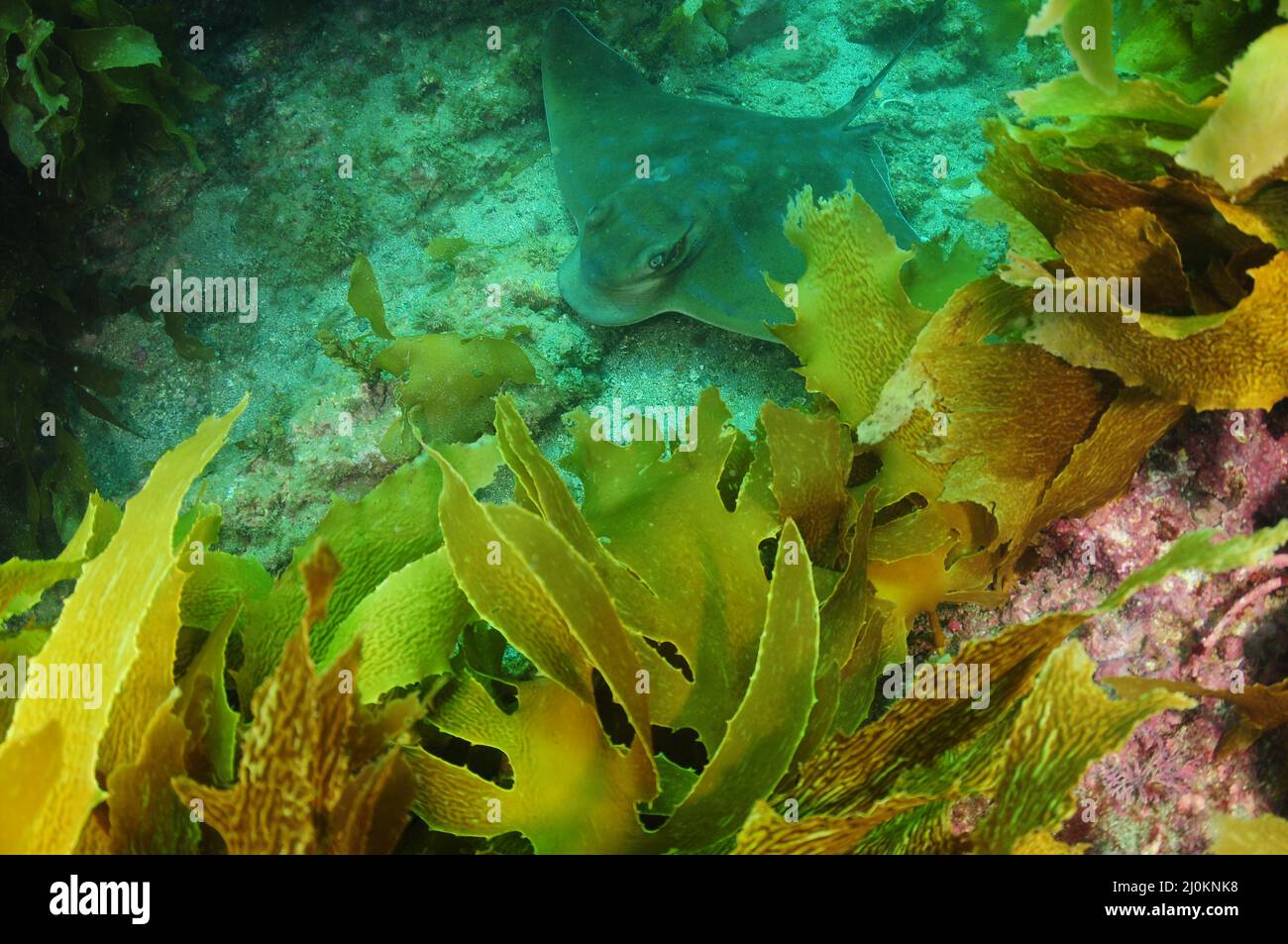 Australian (New Zealand) eagle ray in gutter behind kelp fronds. Location: Leigh New Zealand Stock Photo