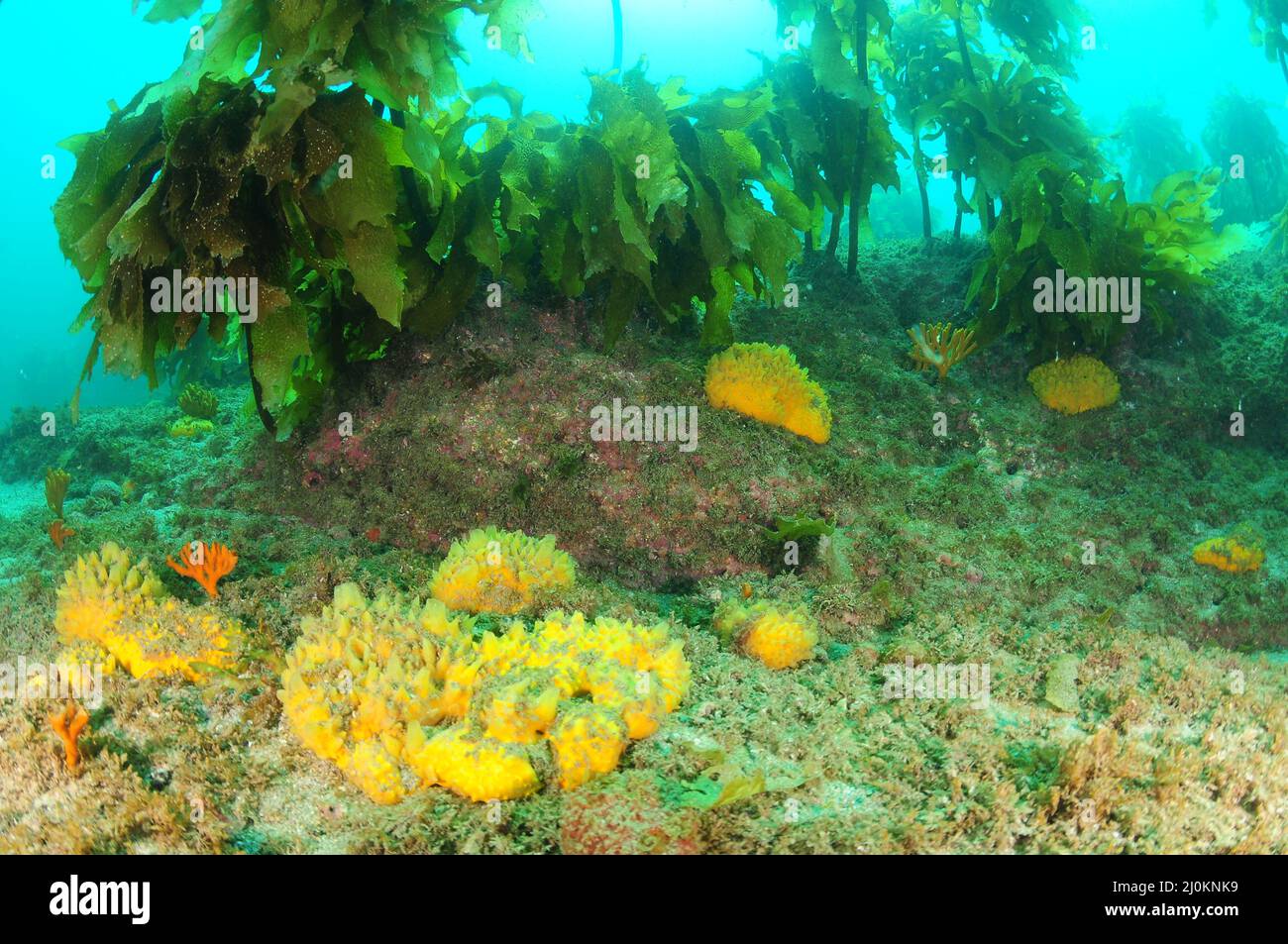Colourful sponge garden on rocky reef covered with brown kelp Ecklonia radiata. Location: Leigh New Zealand Stock Photo