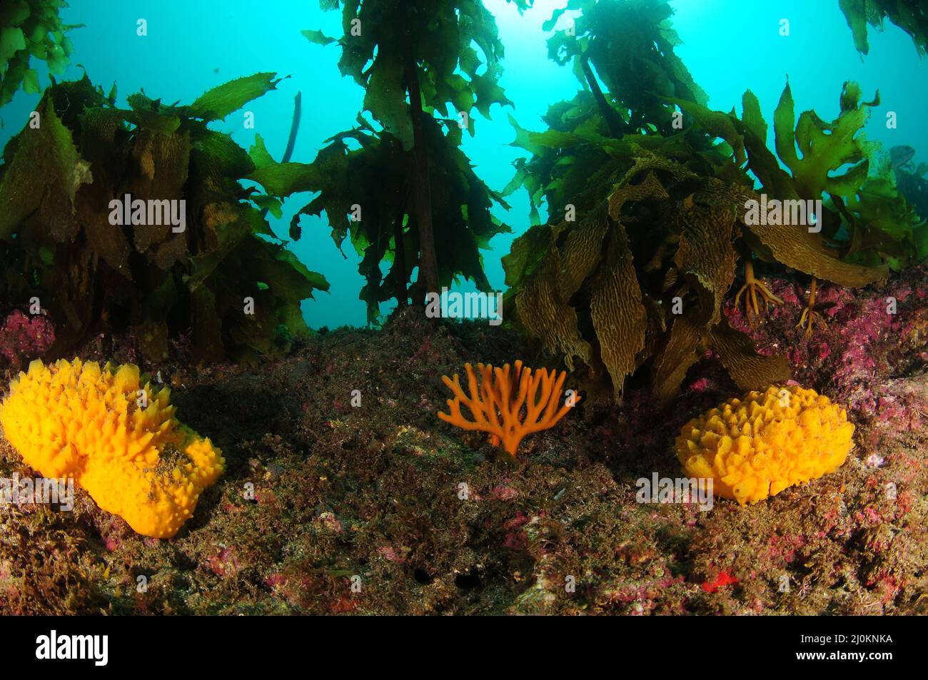 Yellow nipple sponges and orange tree-like sponge on rocky reef under canopy of kelp forest. Location: Leigh New Zealand Stock Photo