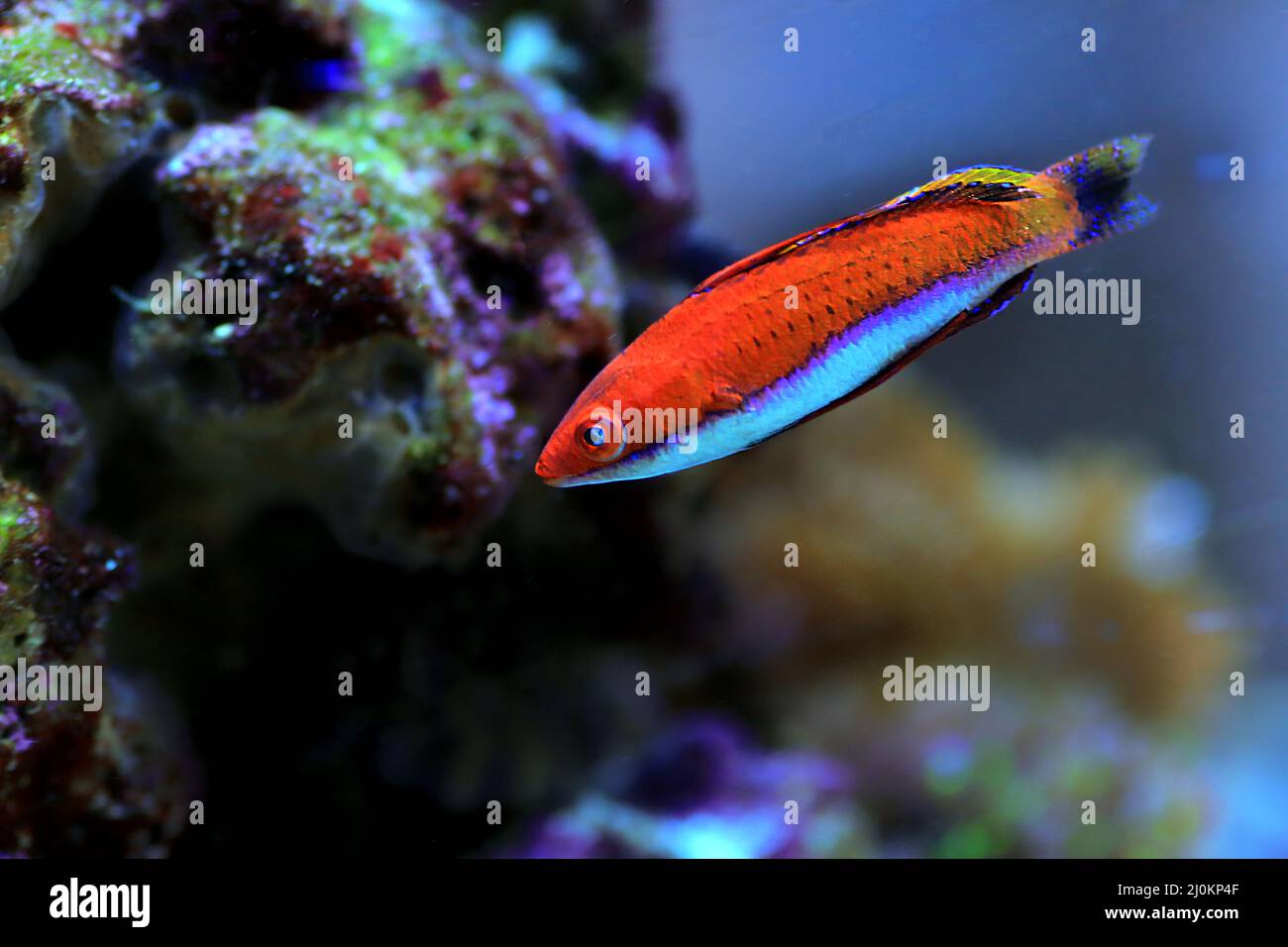 Red Longfin Fairy Wrasse - (Cirrhilabrus rubeus Stock Photo - Alamy