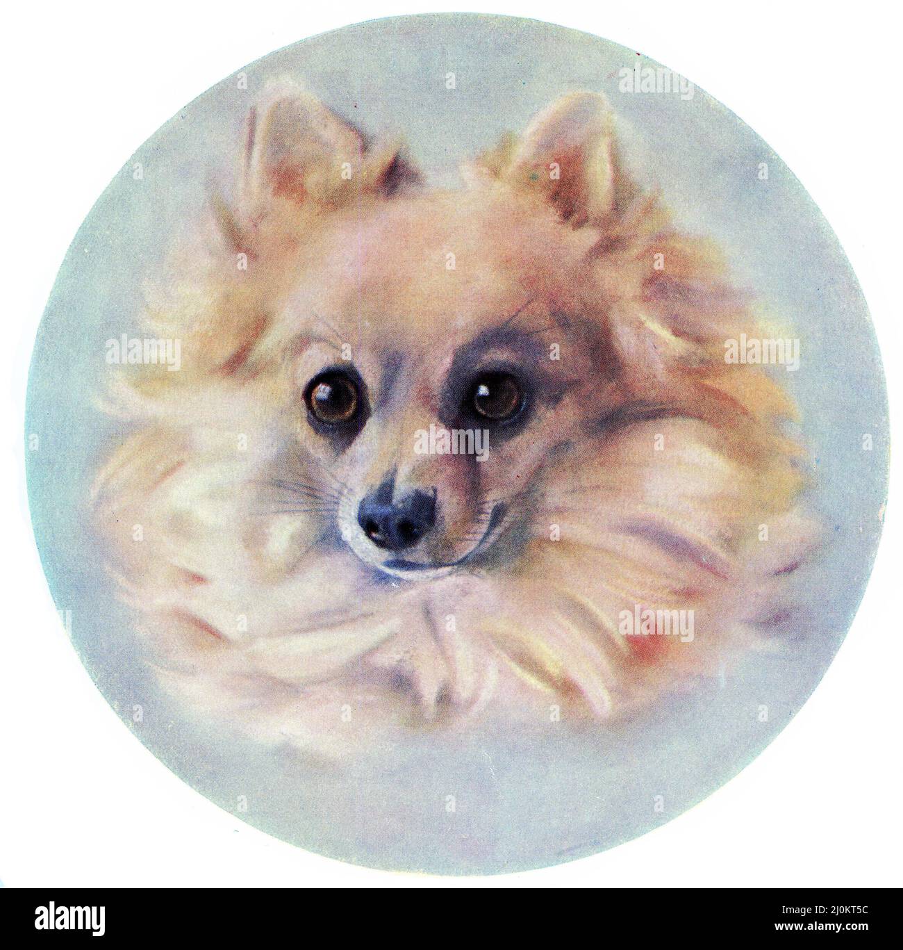 Pomeranian Puppy Line Art Svg Bundle Afbeelding door BDB_Graphics ·  Creative Fabrica, image size:1300x1367