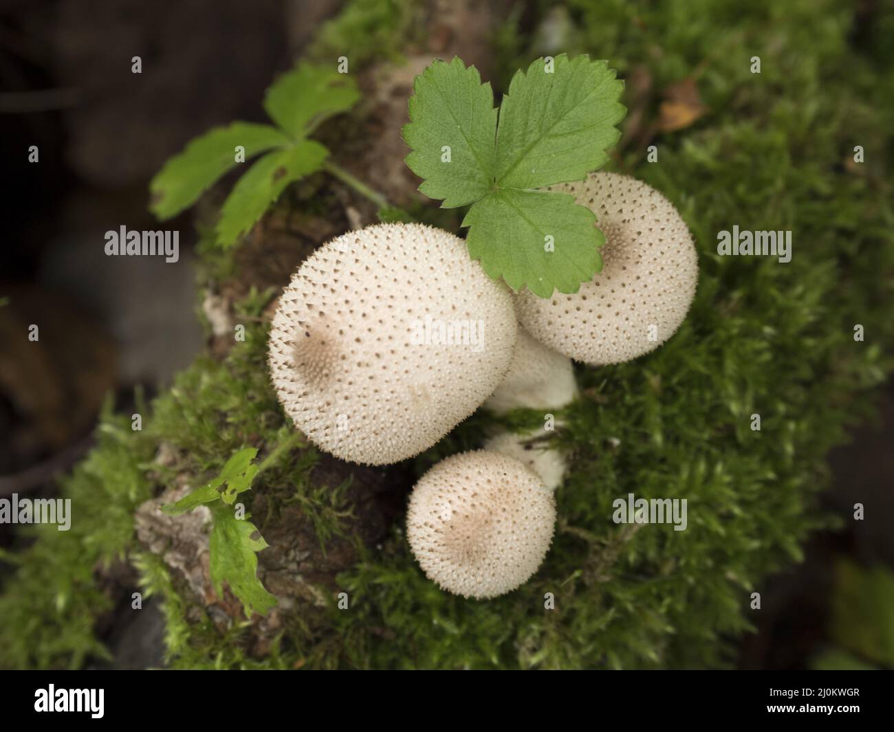 Orange mushrooms on tree stump hi-res stock photography and images - Alamy