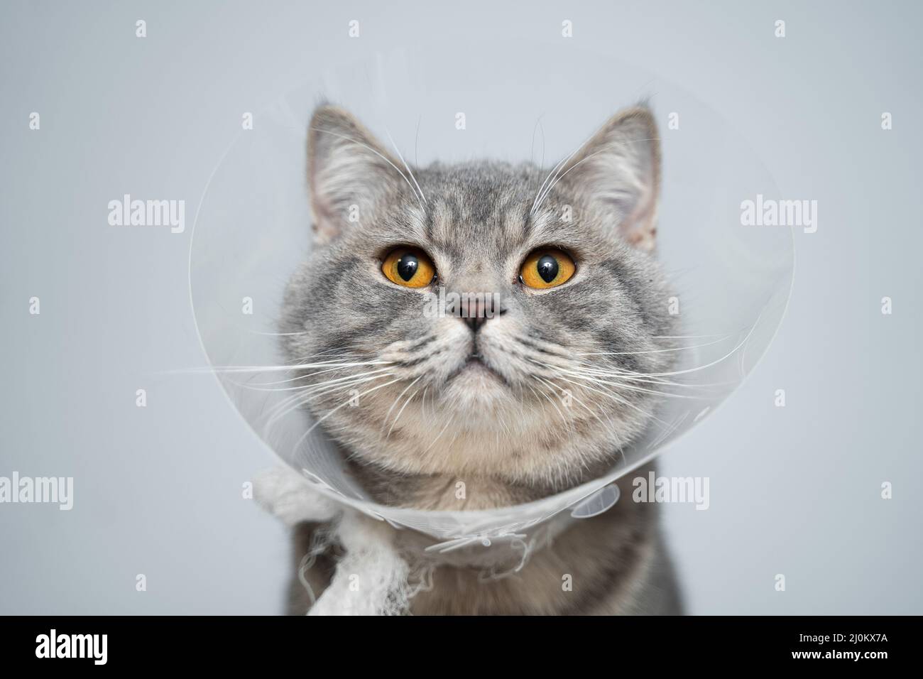 Scottish straight gray cat in veterinary plastic cone on head at recovery after surgery posing in animal clinic. Animal healthca Stock Photo