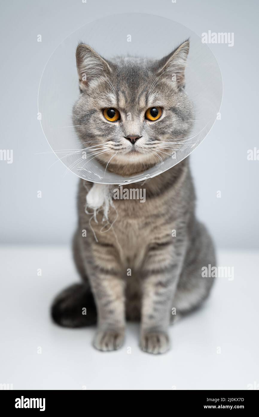 Plastic protective collar for animal on cat of British breed posing in