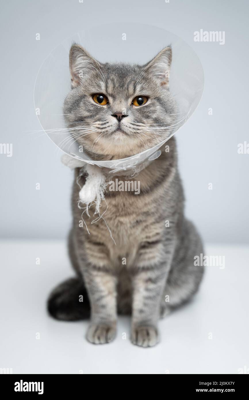 Plastic protective collar for animal on cat of British breed posing in