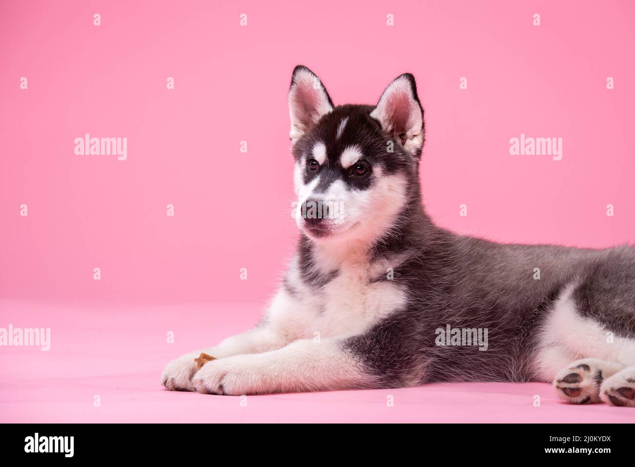 Puppy cute dog of breed siberian husky gray with black and white color on a pink background in the studio. Pets theme. Husky les Stock Photo