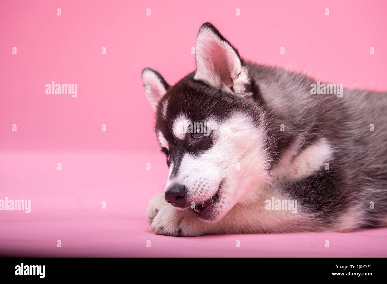 Studio shot of a husky female dog less than one year old black and white on pink background. Concept of canine emotions. Pets th Stock Photo